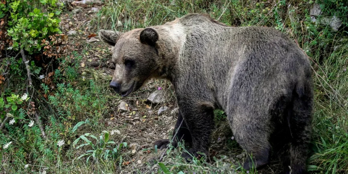 Muere un veraneante italiano atacado por un oso tras hacerse un ‘selfie’ con el animal en Rumanía
