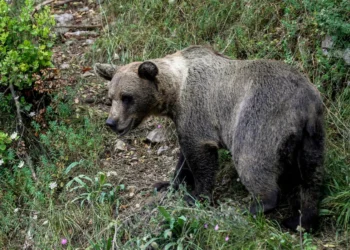 Muere un veraneante italiano atacado por un oso tras hacerse un ‘selfie’ con el animal en Rumanía