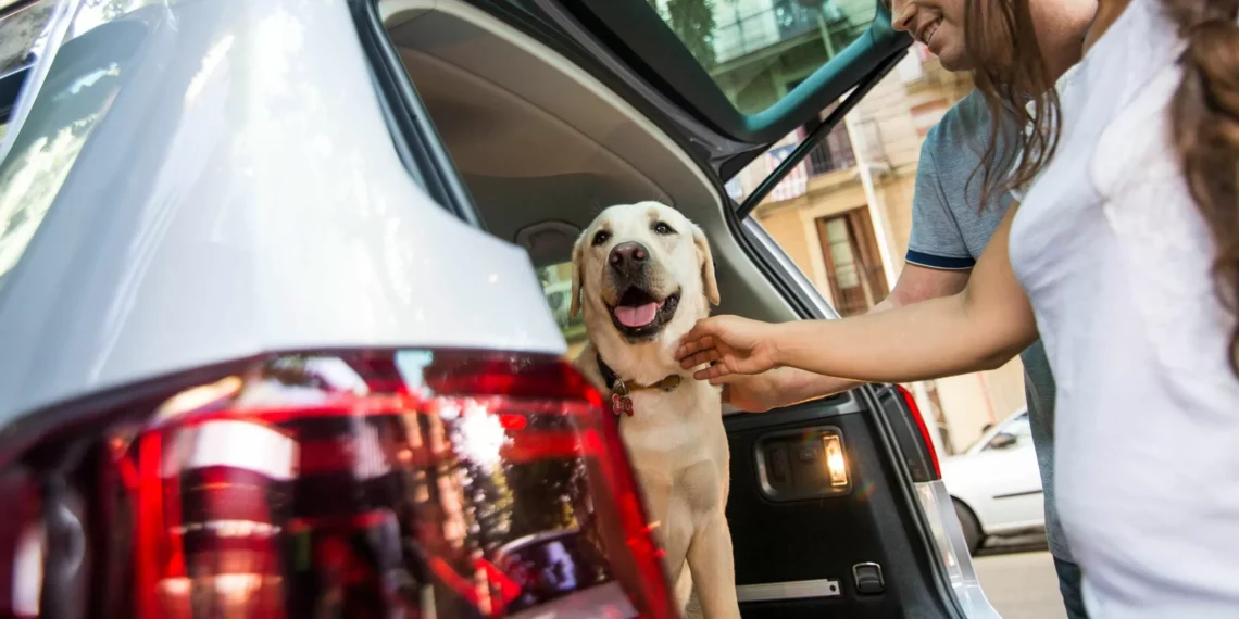 Viajar con mascotas: todas las claves para un recorrido seguro y cómodo