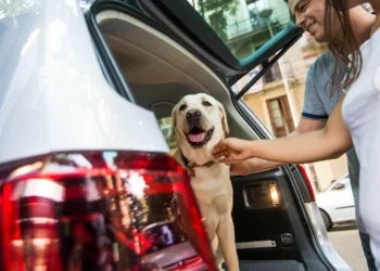 Viajar con mascotas: todas las claves para un recorrido seguro y cómodo