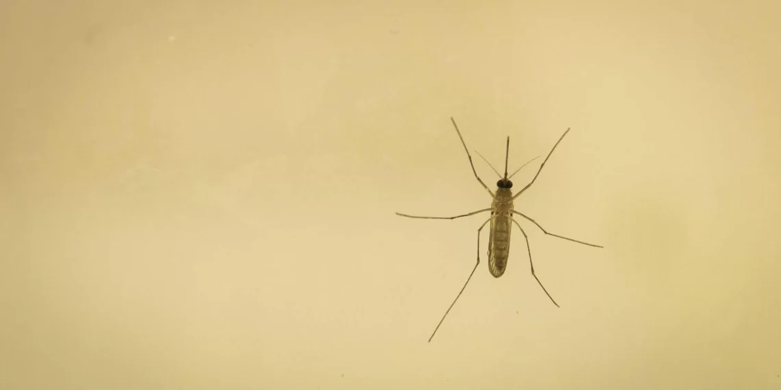 El virus del Nilo sigue preocupando en Andalucía: “Se incide en desempeñarse en charcos en patios o los platos debajo de las macetas”