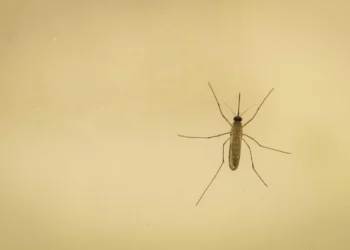 El virus del Nilo sigue preocupando en Andalucía: “Se incide en desempeñarse en charcos en patios o los platos debajo de las macetas”