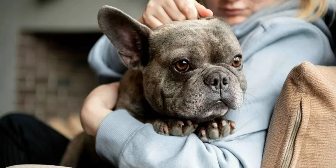 Babosil: el tóxico que prolifera en España y resulta perjudicial para los perros