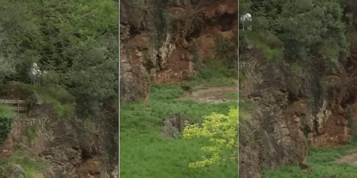 Una clan se cuela en el recinto de lobos de Cabárceno: el parque ya lo ha denunciado a la Guardia Civil
