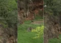 Una clan se cuela en el recinto de lobos de Cabárceno: el parque ya lo ha denunciado a la Guardia Civil
