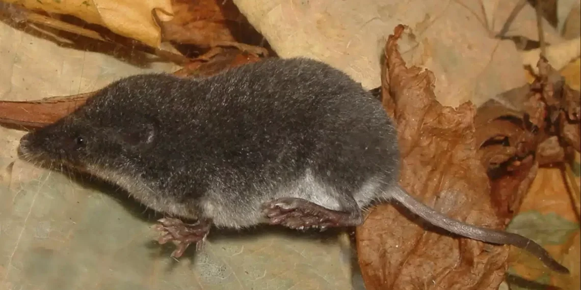 Un neófito mamífero venenoso podría llegar a Andalucía: qué hacer si te muerde una musaraña de agua