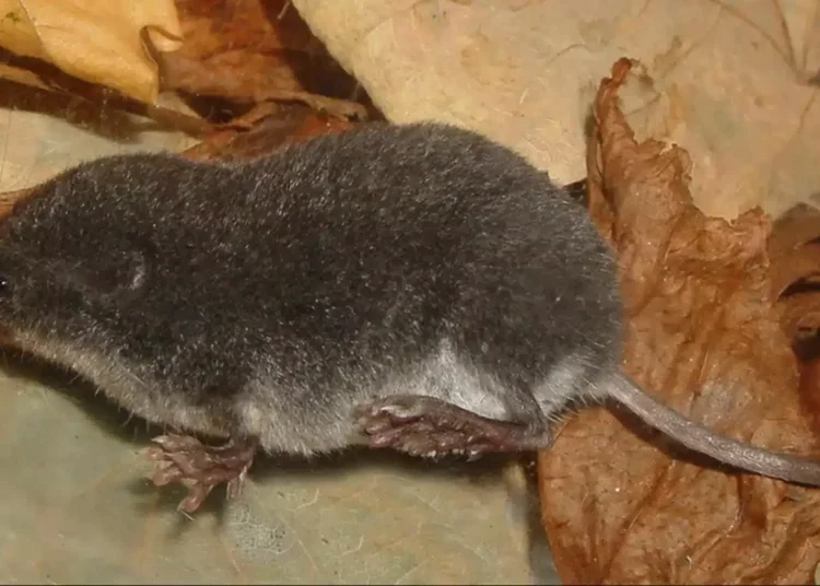 Un neófito mamífero venenoso podría llegar a Andalucía: qué hacer si te muerde una musaraña de agua