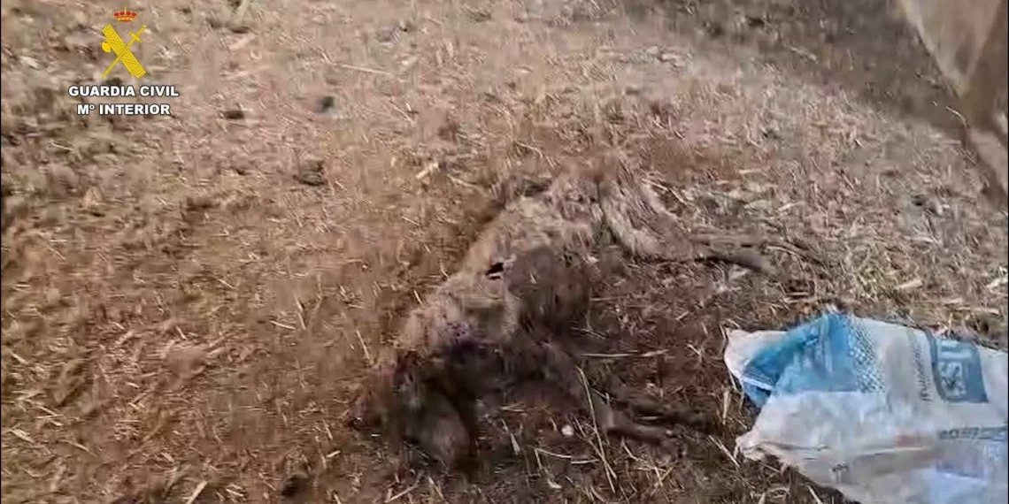 Mueren 32 perros por inanición tras ser abandonados en pincho finca de Badajoz