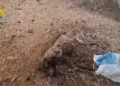 Mueren 32 perros por inanición tras ser abandonados en pincho finca de Badajoz