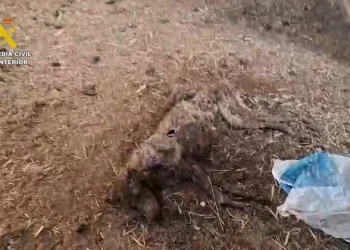 Mueren 32 perros por inanición tras ser abandonados en pincho finca de Badajoz