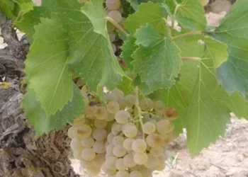 Huele a garnacha