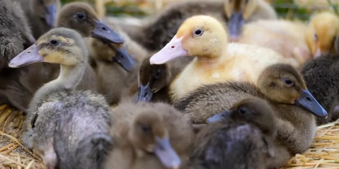 Gripe emperifollar en Sevilla: cuáles son sus síntomas y cómo se contagia