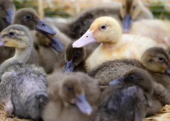 Gripe emperifollar en Sevilla: cuáles son sus síntomas y cómo se contagia