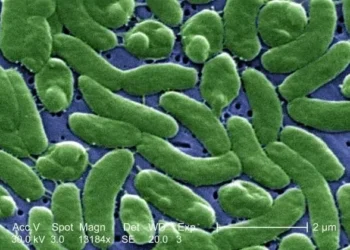 La virus come carne vuelve con un aumento de casos y España está en aviso