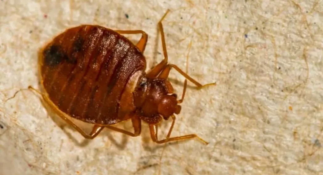 El viral truco para matar las chinches de la cama sin lavar tu colchón