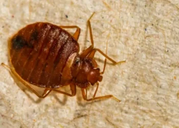 El viral truco para matar las chinches de la cama sin lavar tu colchón