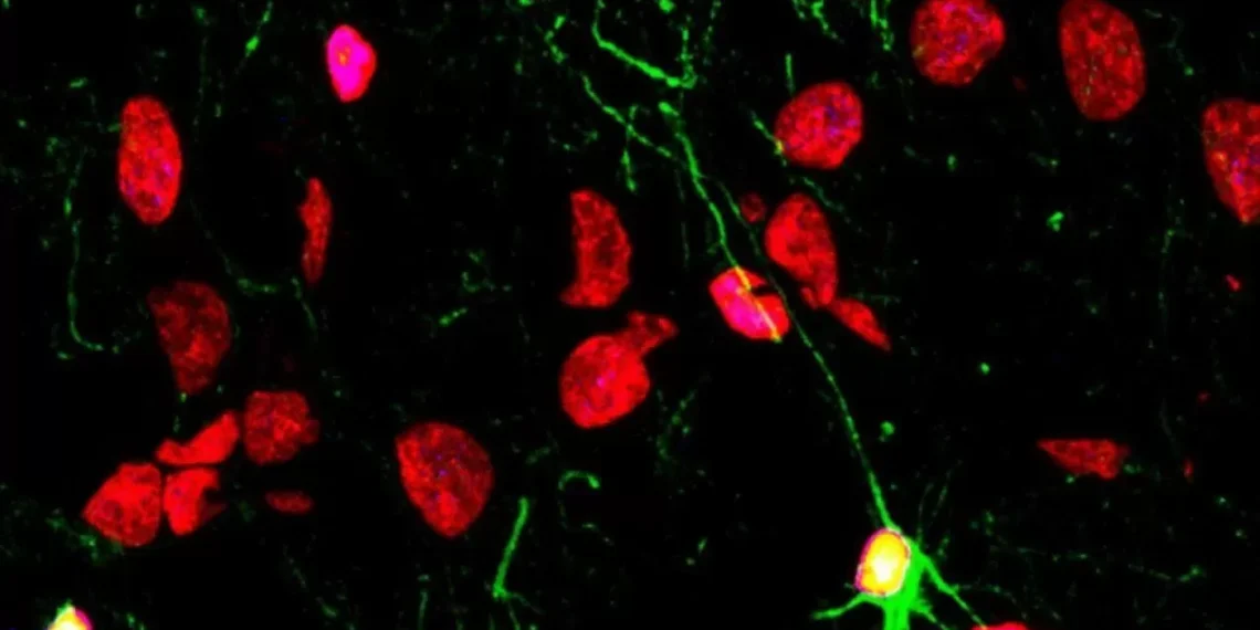 Las enfermedades mentales, el trinque y las drogas lastran la producción de neuronas nuevas