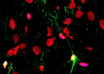 Las enfermedades mentales, el trinque y las drogas lastran la producción de neuronas nuevas