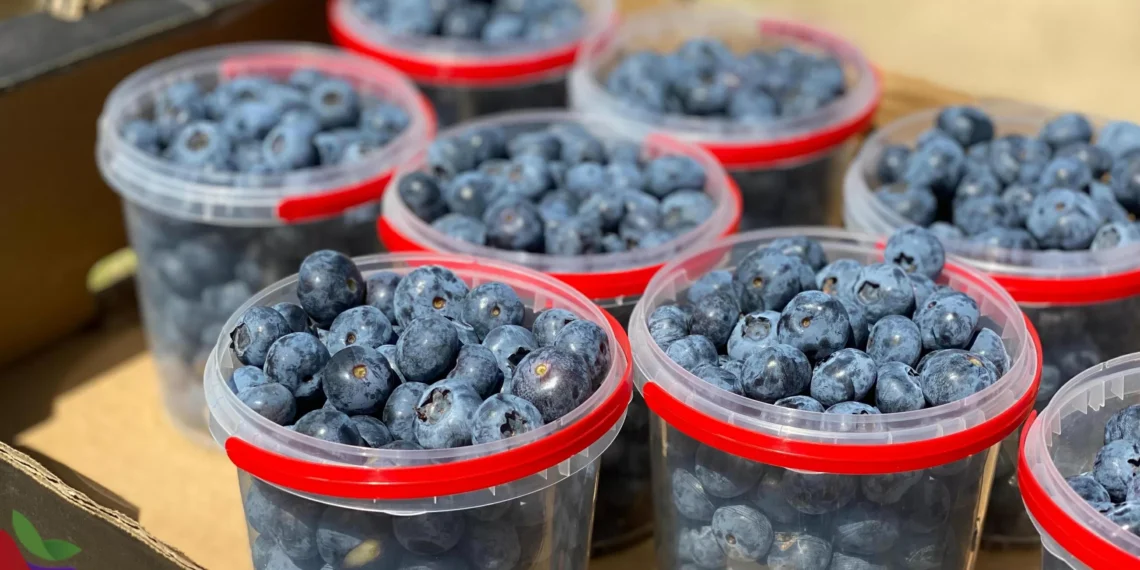 Este es el mejor edad del día para comer arándanos: “Mejoran la memoria y la concentración”