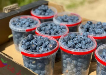 Este es el mejor edad del día para comer arándanos: “Mejoran la memoria y la concentración”