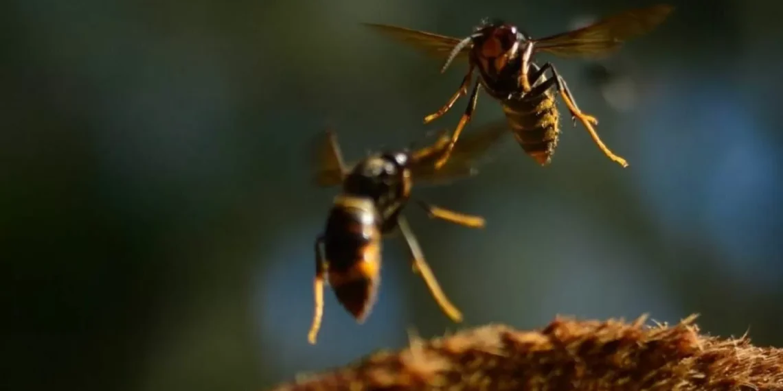 Tres muertes en dos semanas por picadura de avispas velutinas encienden la rebato en Galicia