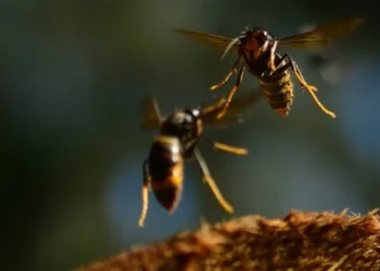 Tres muertes en dos semanas por picadura de avispas velutinas encienden la rebato en Galicia