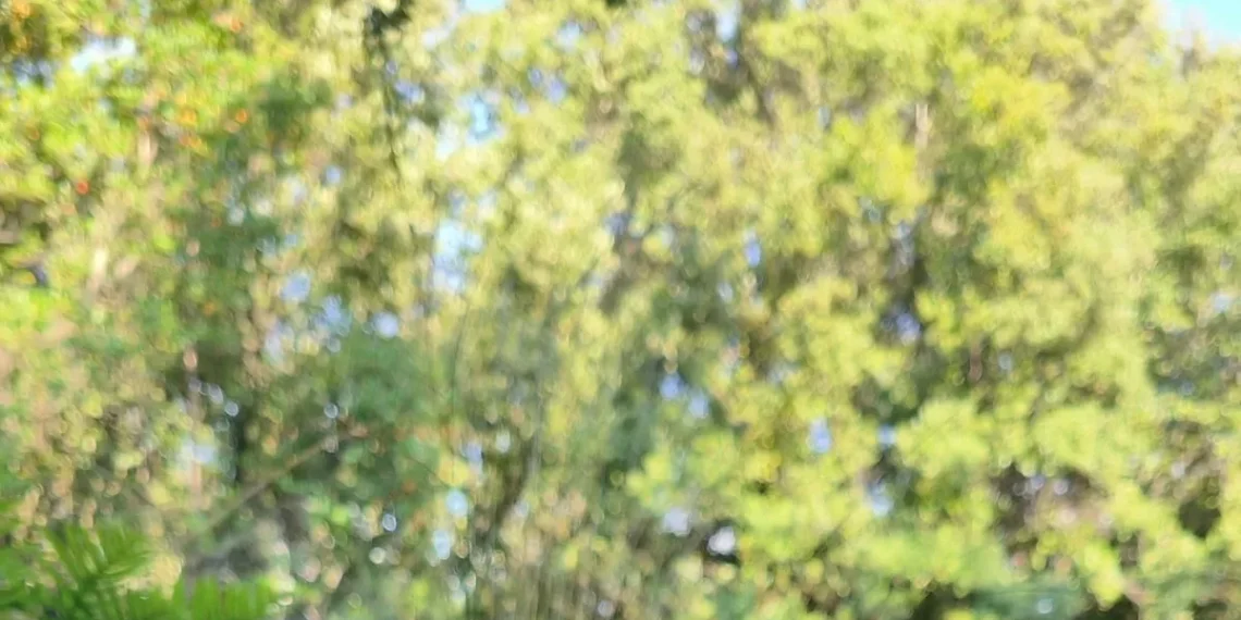 Ous de reig i lleteroles