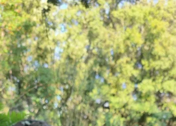 Ous de reig i lleteroles