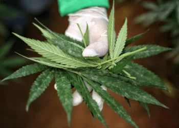 El Gobierno da luz verde al uso del cannabis medicinal