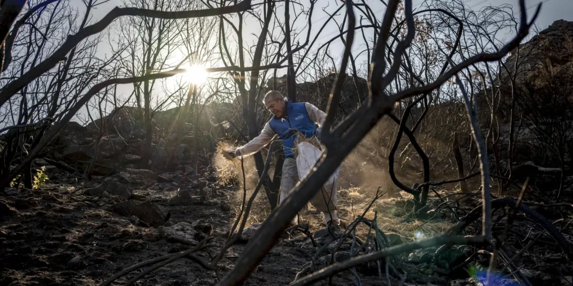 ‘Mulching’: vencedorí protegen los terrenos devvencedortados por los incendios de agosto en Orense