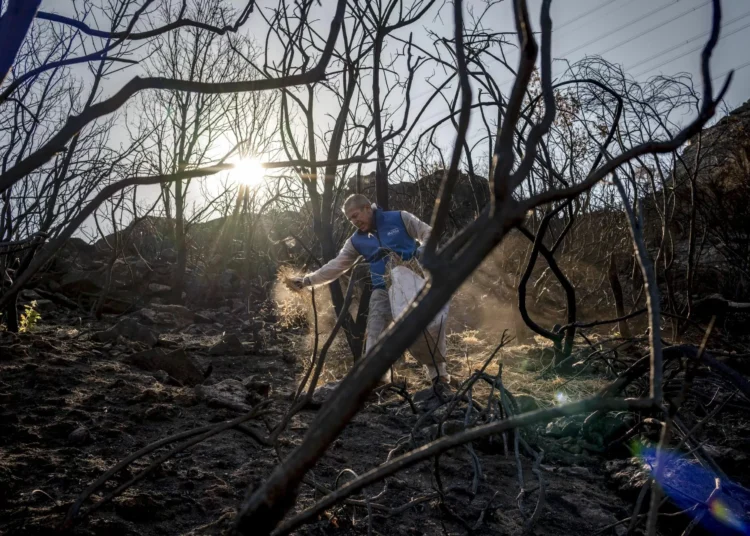 ‘Mulching’: vencedorí protegen los terrenos devvencedortados por los incendios de agosto en Orense