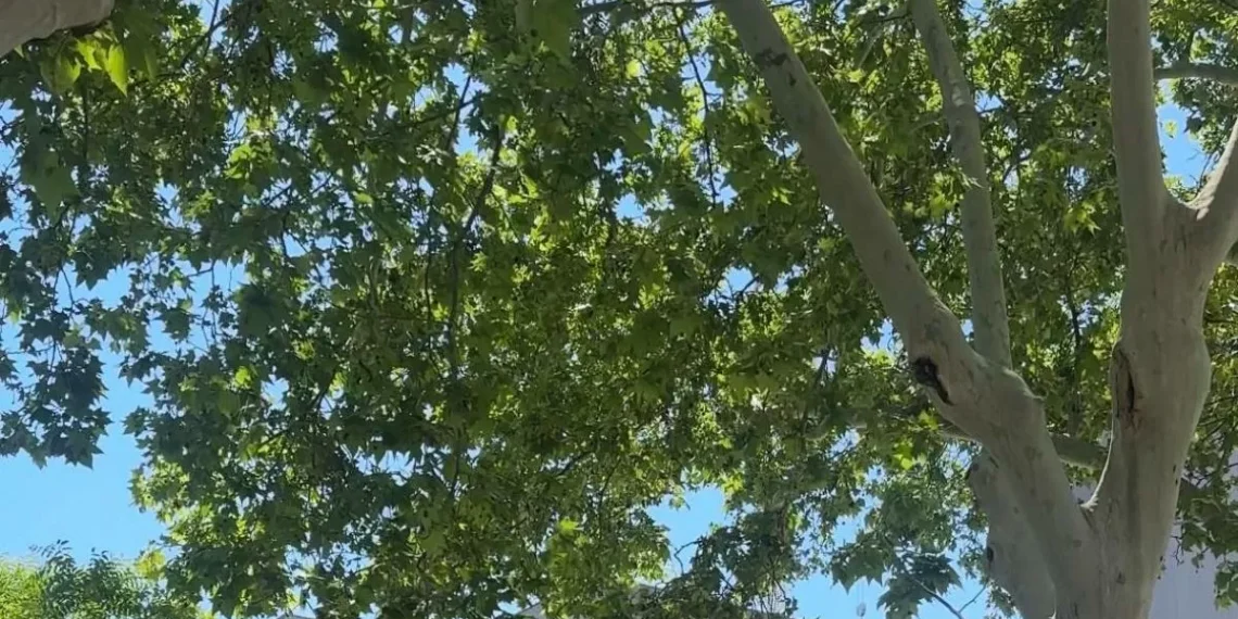 Barcelona sortea los 234 pisos de espina de las mayores promociones vistas en la ciudad