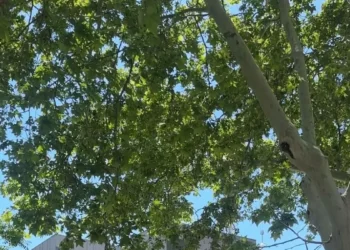 Barcelona sortea los 234 pisos de espina de las mayores promociones vistas en la ciudad