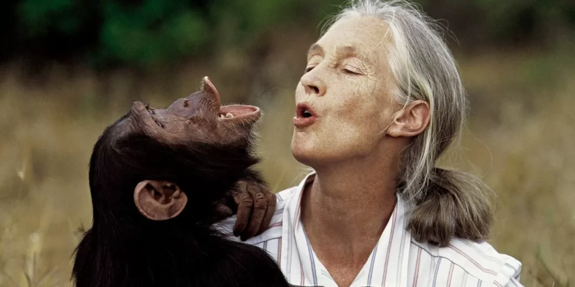 Muere Jane Goodall, la mayor experta mundial en chimpancés