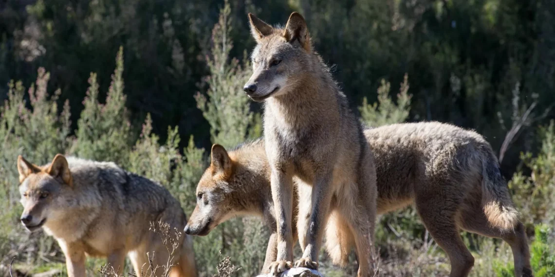 El lobo siente un temor profundo hacia los humanos: un observación demuestra que nos perciben como ‘superdepredadores’