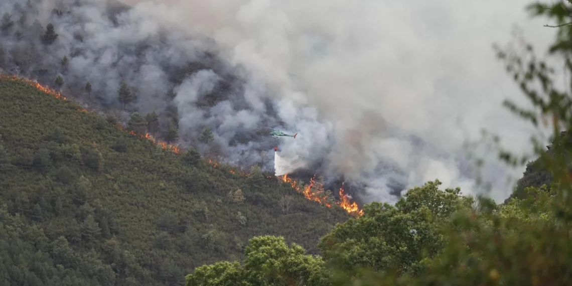 ¿Negacionismo climático ‘velado’? El desafío de la reforestación tras un incendio