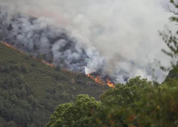 ¿Negacionismo climático ‘velado’? El desafío de la reforestación tras un incendio