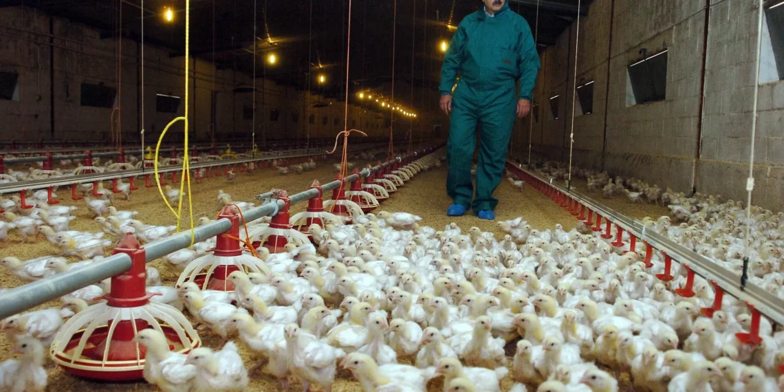 Claves de la crisis de la gripe aviar: su emoción en las granjas, en la economía y la salud humana