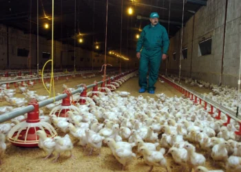 Claves de la crisis de la gripe aviar: su emoción en las granjas, en la economía y la salud humana