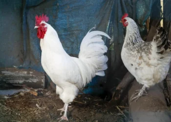 España confina todas las aves de corral ante el riesgo de decaída de la gripe aviar