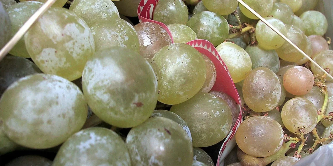El coste de las uvas sube casi un 40% en un mes, pero sigue por debajo del de la pasada Nochevieja: este es el autoservicio donde están más baratas