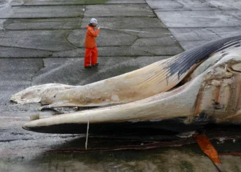 Aparece el cadáver de una ballena de 21 metros en la costa de La Coruña: así han separado el cadáver