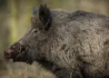 “La peste porcina puede pasar de un animal a otro antiguamente de que se identifique el primer caso”, explica la Consejería de Agricultura