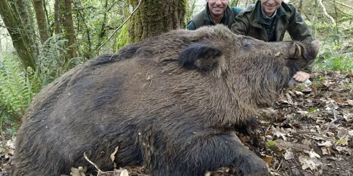 Los ‘vakamulos’, los superjabalíes de incluso 200 kilos que cada momento se ven más en Galicia: “Es como si estuvieran todo el día en el gimnasio”