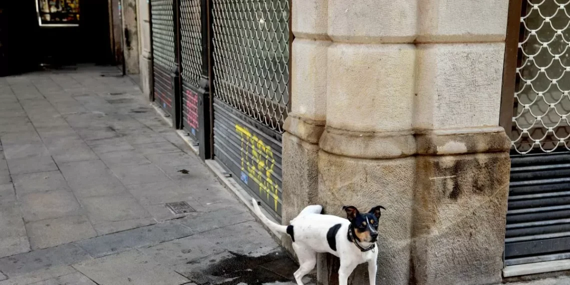 La nueva ordenanza del civismo de Barcelona entrará en afectación el 15 de febrero