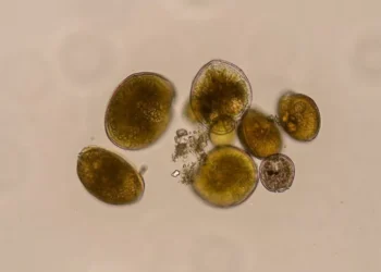 Alerta científica tras el éxito en España de una microalga tóxica inédita que contagia el pescado