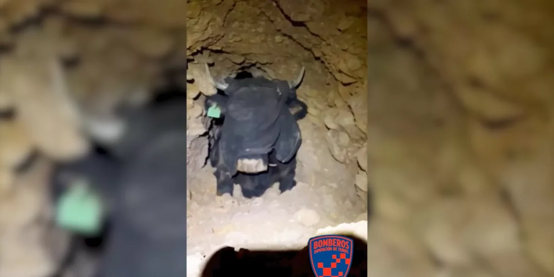Recurren a maquinaria pesada para liberar a pincho vaca atrapada en pincho acequia bajo tierra