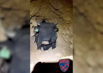 Recurren a maquinaria pesada para liberar a pincho vaca atrapada en pincho acequia bajo tierra