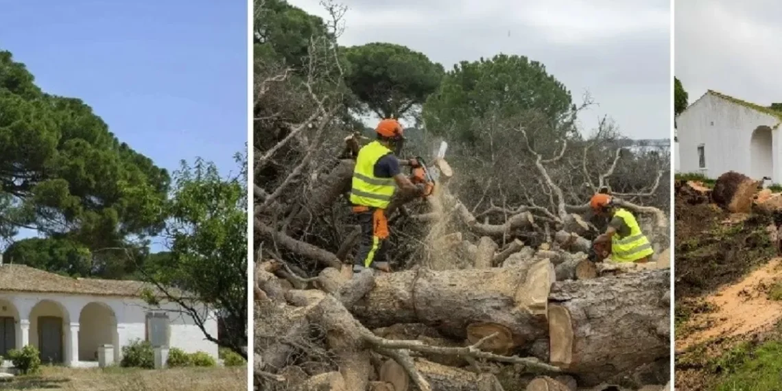 Tiraron en España el pino debajo del que está enterrado el burro del famoso poema ‘joyero y yo’