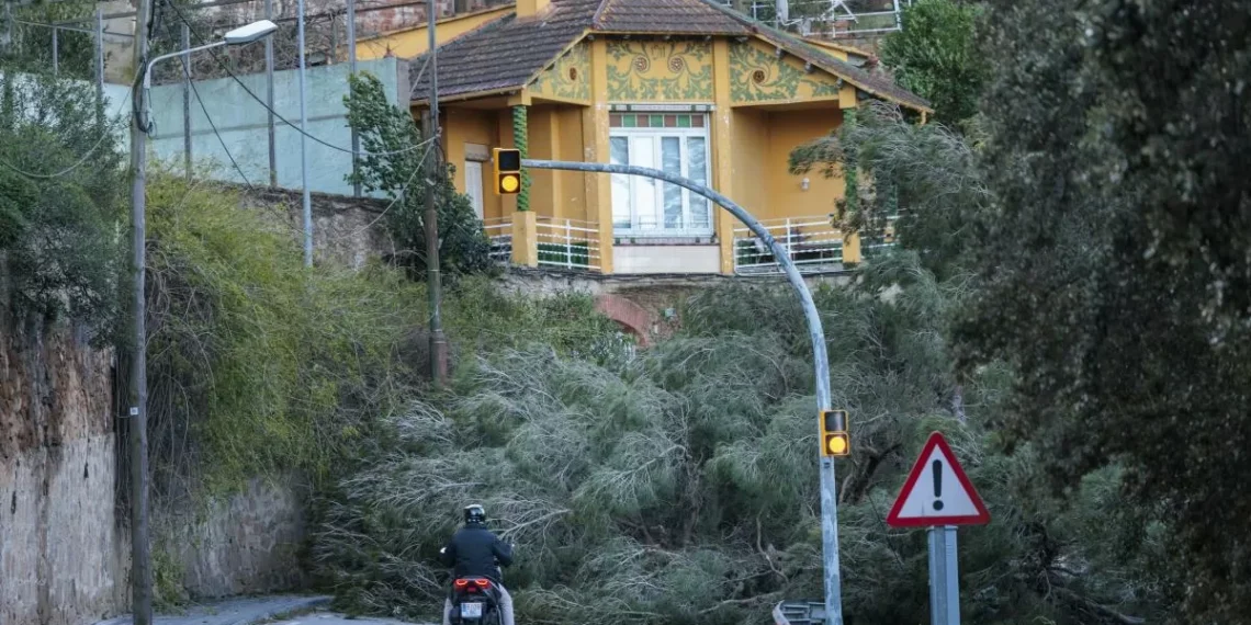 Las caídas de árboles complican la movilidad en vías y carreteras durante el borrasca de viento